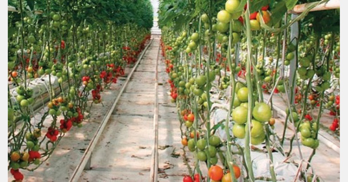 Turkish companies are building greenhouses abroad