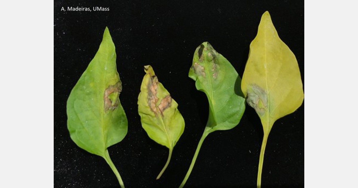 US (MA) Impatiens Necrotic Spot Virus detected in peppers