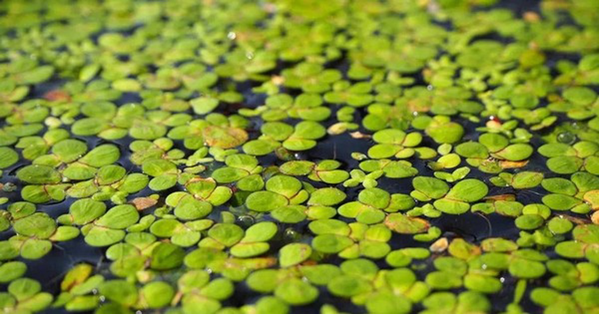 Could duckweed be the next big vertical farm crop?