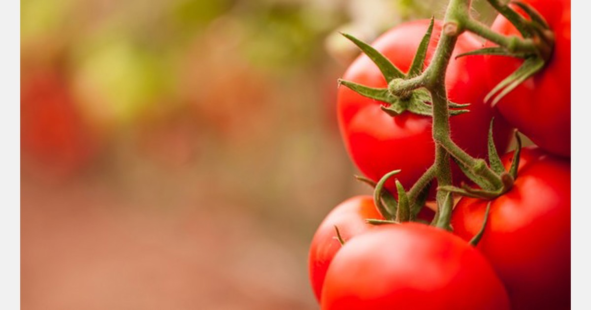 Research team traces evolution of the domesticated tomato