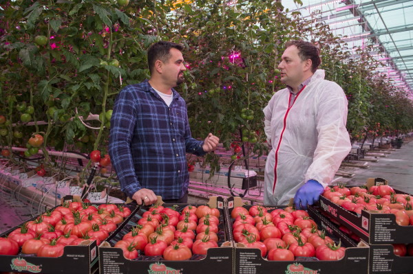 Poland's first full LED lighting in pink tomato greenhouse installed