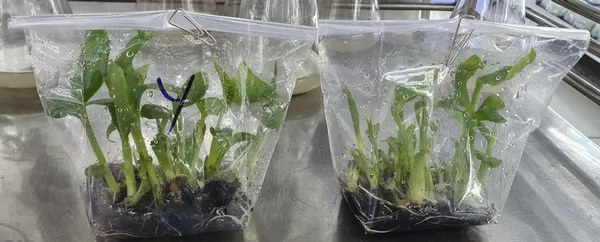 Tissue Culture Banana: Banana Bunch Care and methods to maximize