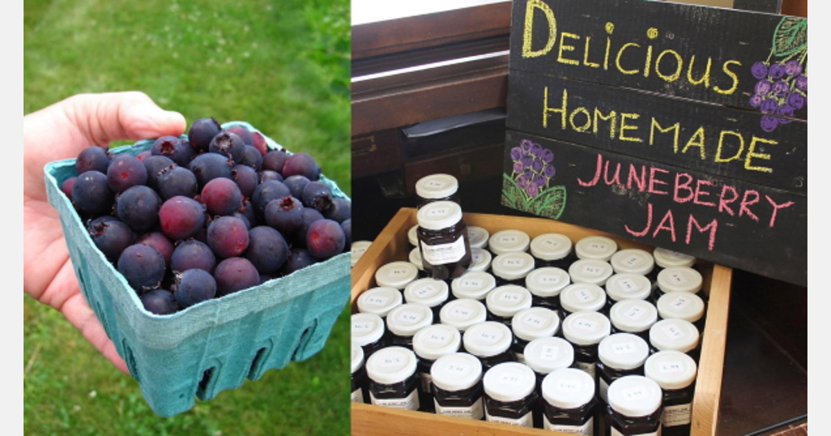 US (NY) Farms collaborate to advance "superfoods" research