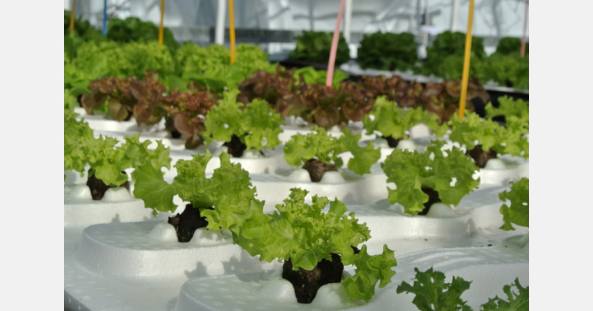 Lettuce in a hydroponic system 100 organic nutrients