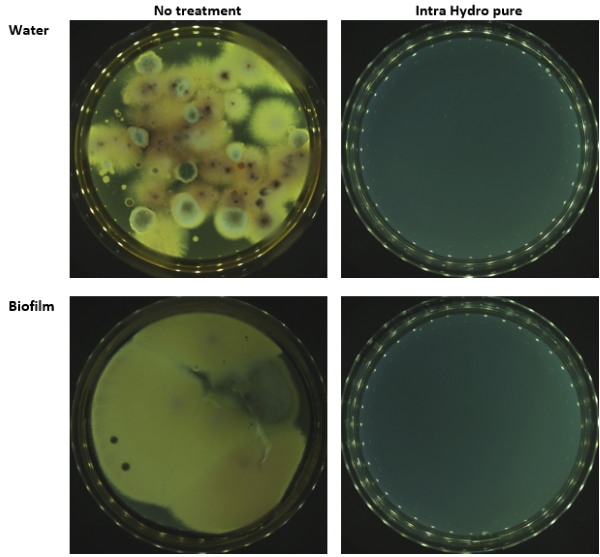 Clear visualization of biofilm removal from water lines