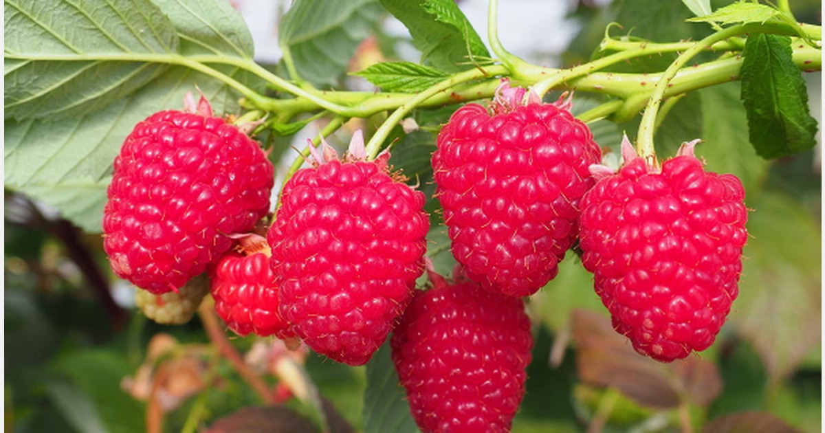 "Andersonisystem well suited to Spanish raspberries"