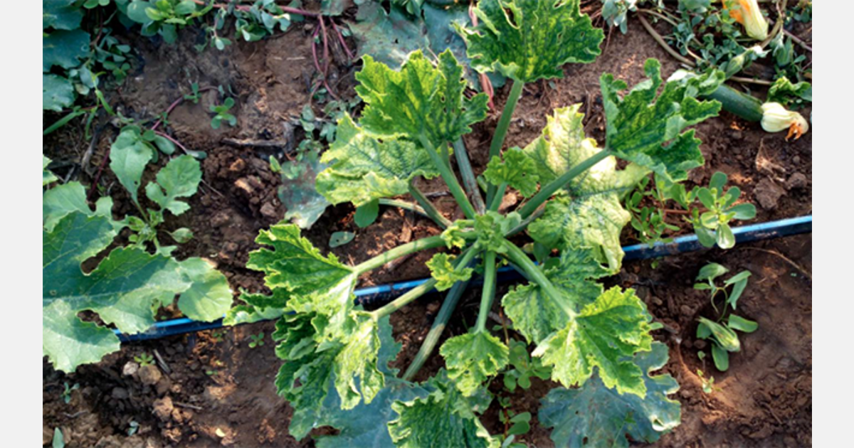 First report of tomato leaf curl New Delhi virus in France