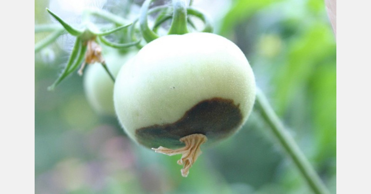 UGA research looks for crop blossomend rot answers