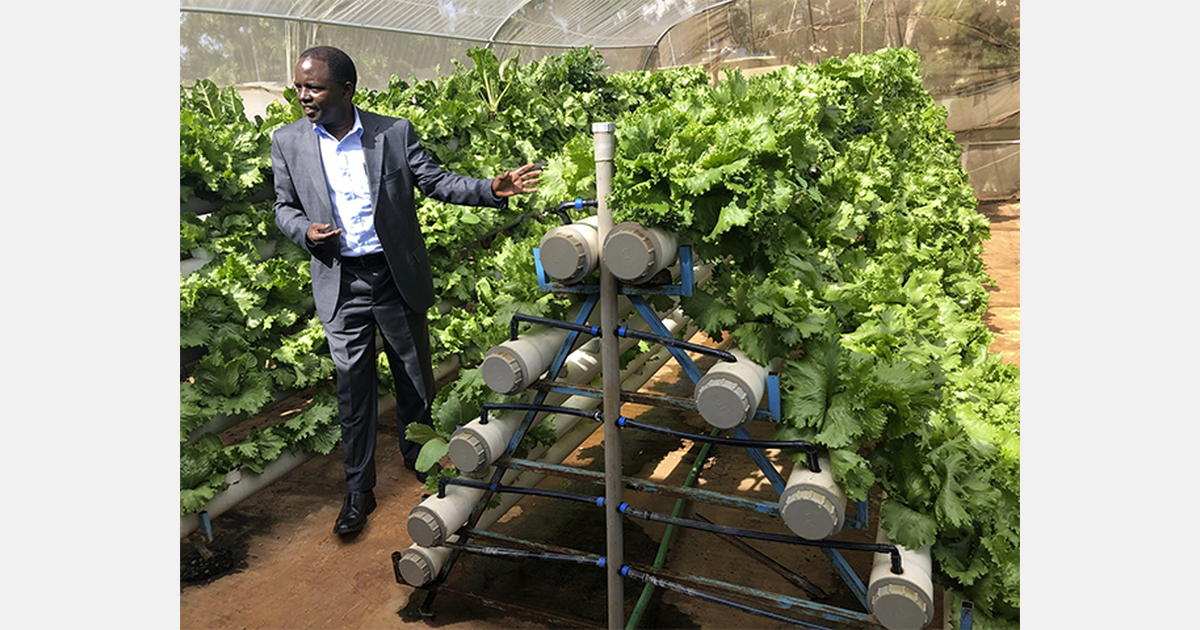 Bringing hydroponics to Kenya