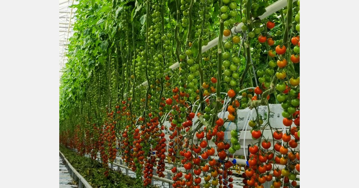 Low temperatures do not stop tomato harvest in Shandong, China