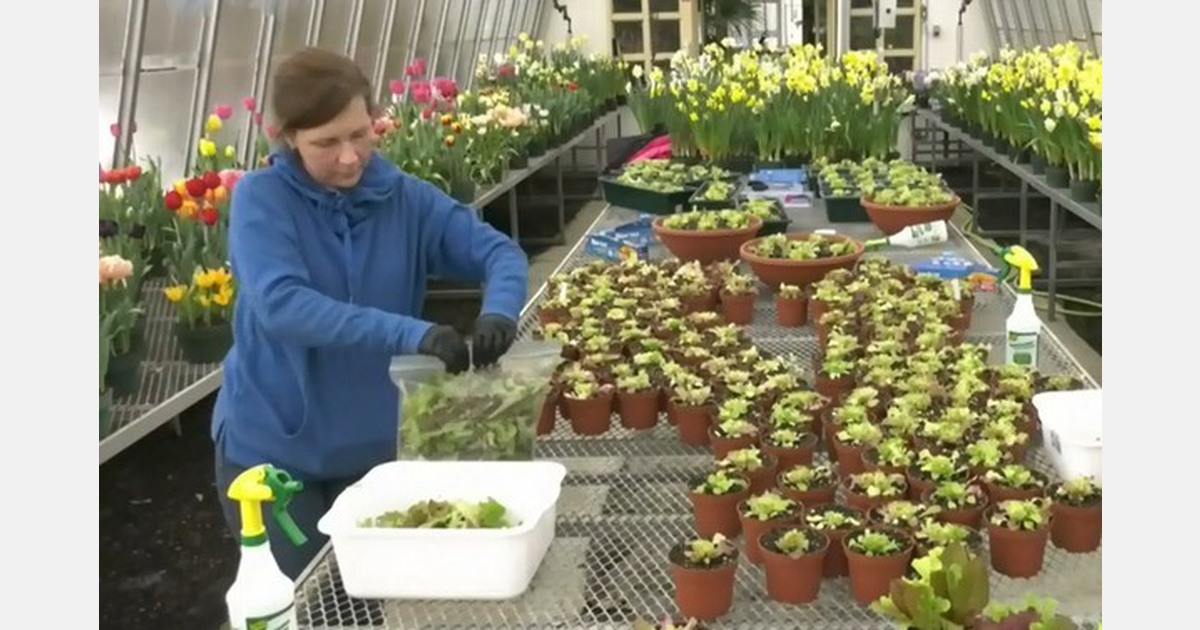 Kingston city staff grow fresh produce for those in need