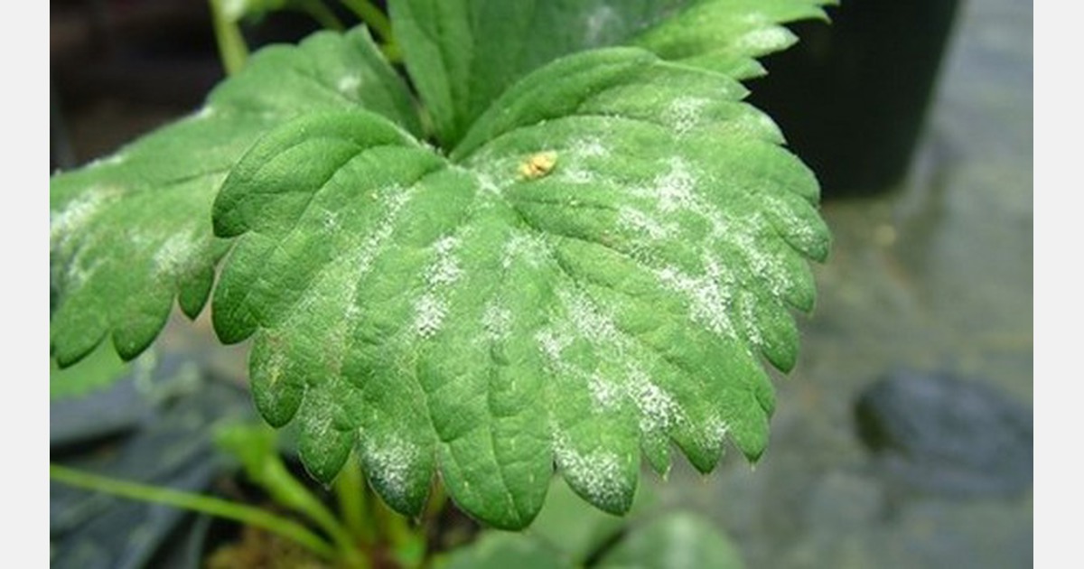 How to use a disease risk prediction model to control strawberry