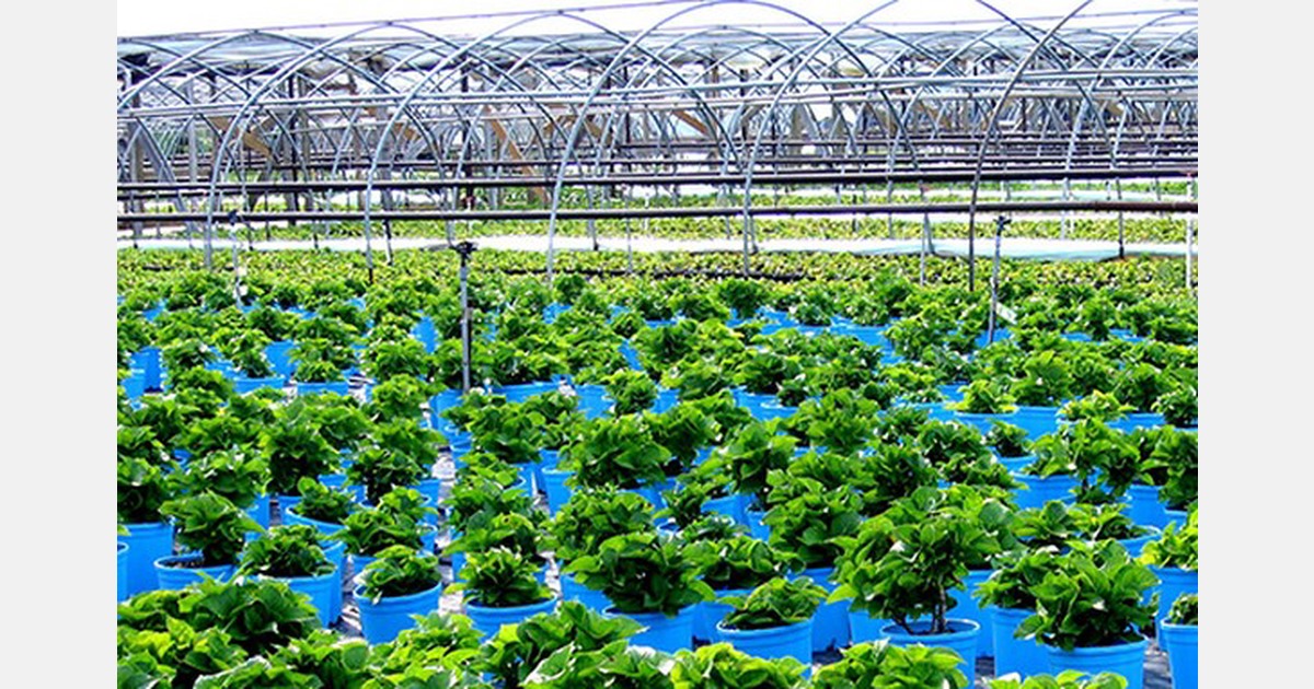 UK: Defra reminds plant importers of requirements