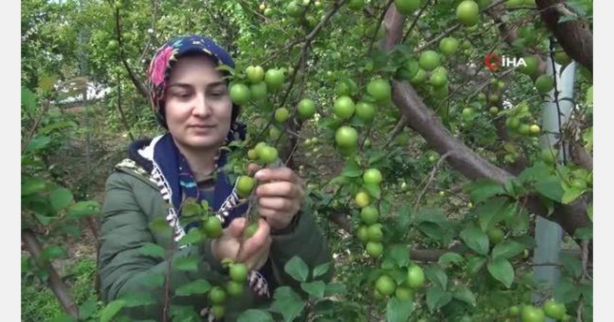 Greenhouse plums from Silifke, Turkey exported to the Netherlands and
