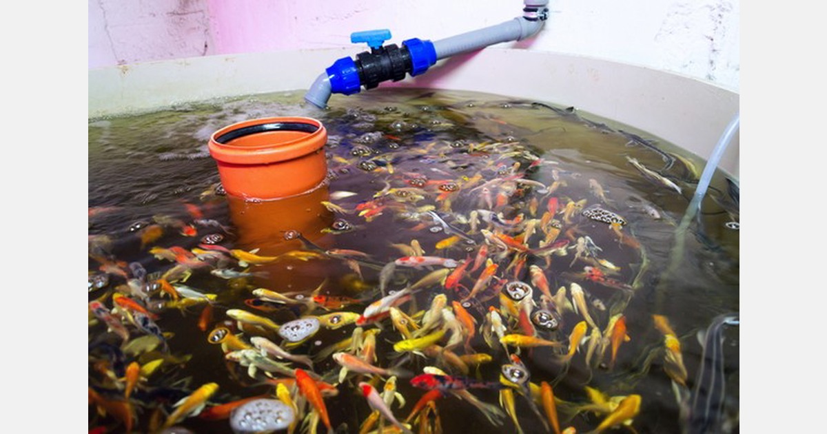 Study on the automated design of aquaponic grow beds