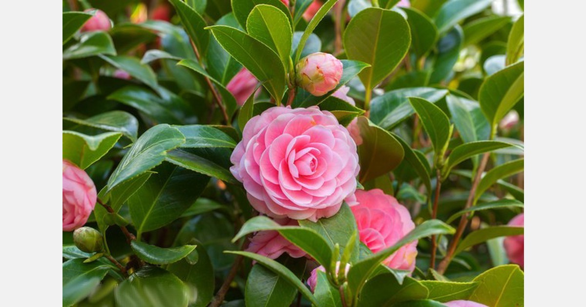 Kenya: Big shift in moving horticulture exports from air to sea freight