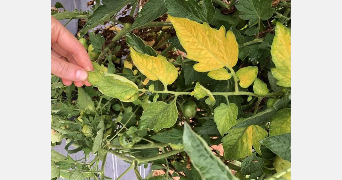 Southern bacterial wilt of tomato