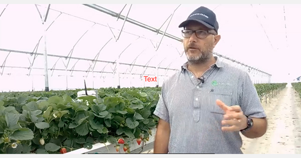 Harnessing greenhouse sensors at Season Farms