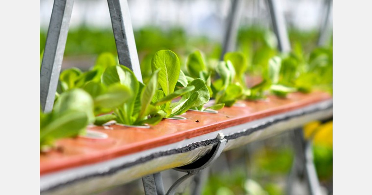 NZ: Man 3D prints hydroponic setup to counter expensive systems