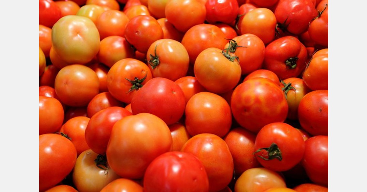 Studying the unintended effects of gene editing in tomatoes