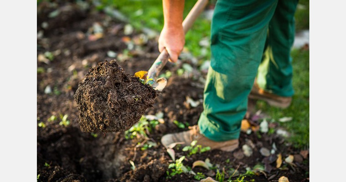 NZ: A spiky green to feed New Zealand?