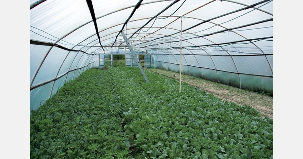 Austria: Year-round vegetable production in danger - hortidaily.com