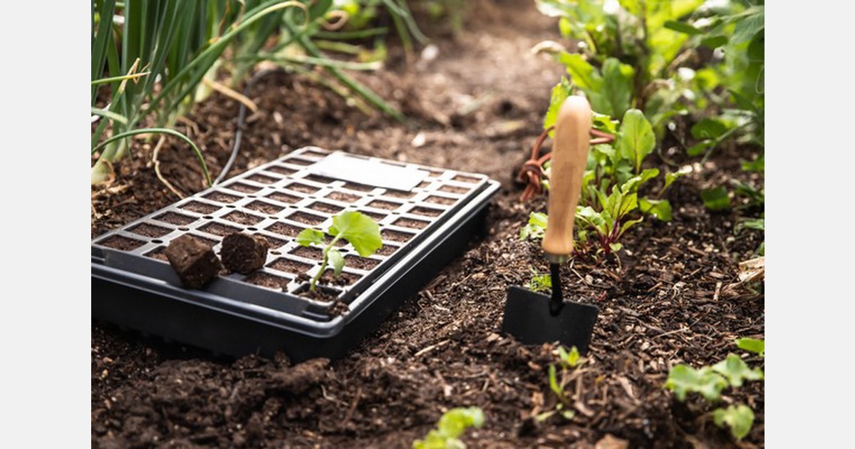 New hydroponic starter plugs for optimal start