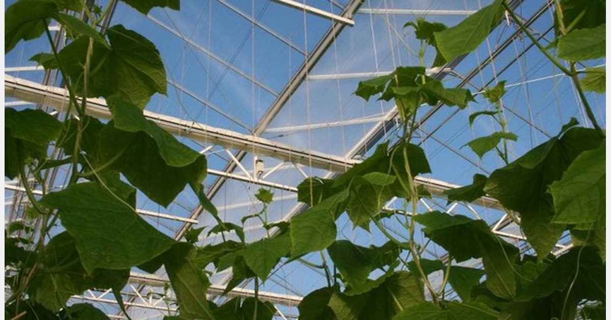 'Serious game' for growing cucumbers energyefficiently to be launched