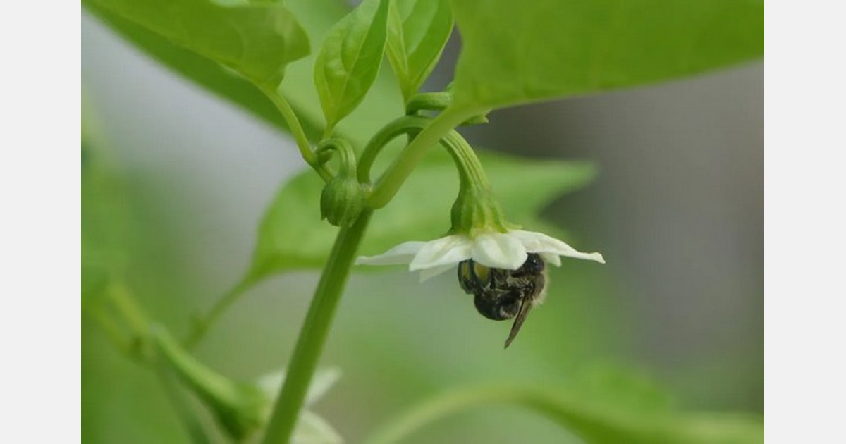 Quebec greenhouses eye native blue-green bee for increasing food production