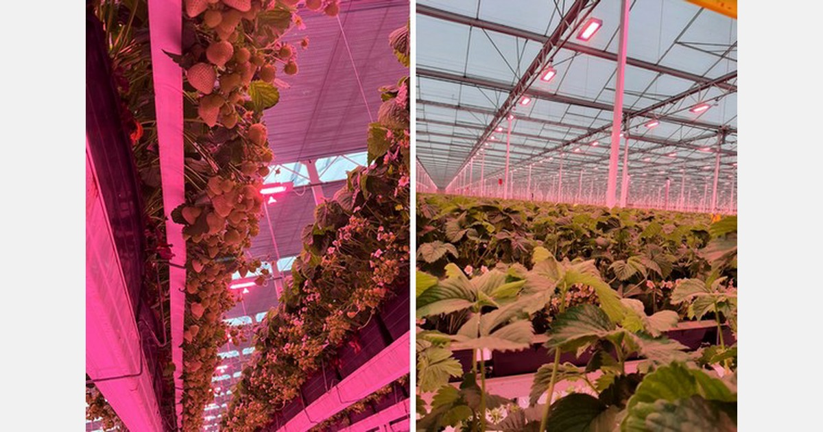 Winter strawberries grow sweet with LED lighting