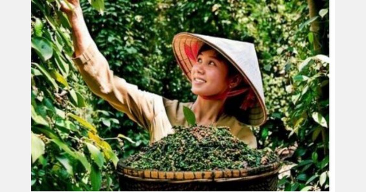 Xuất khẩu hồ tiêu của Việt Nam đang phục hồi nhưng giá có nhiều biến động