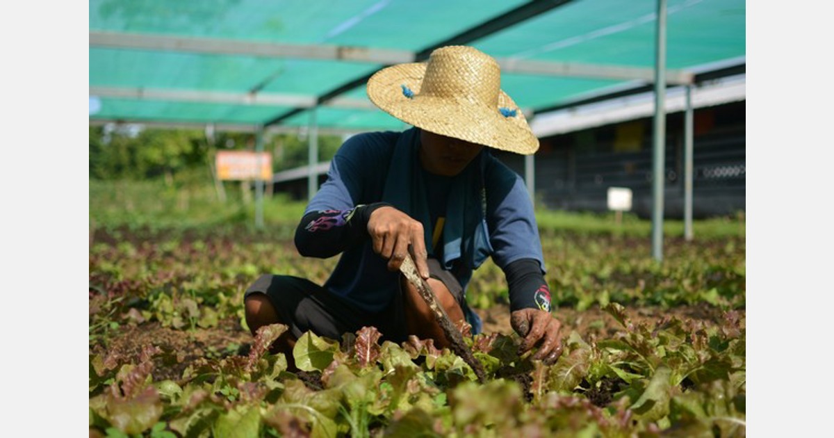 Philippines Greenhouses enable farmers to produce crops yearround