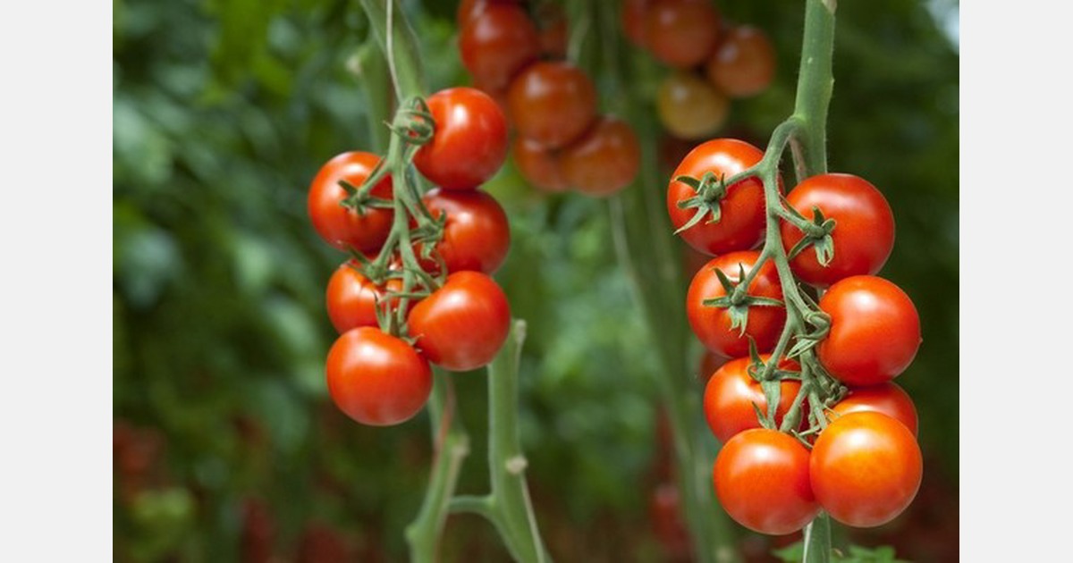 New Zealand: Tomato crop destroyed after plant disease detected