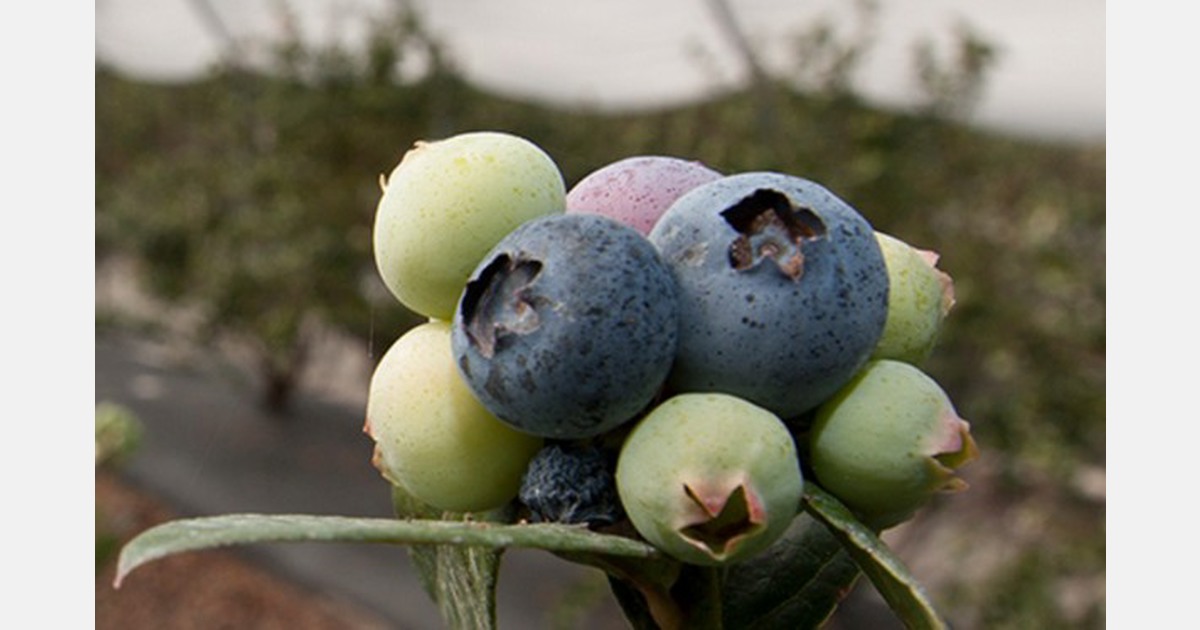 Spanish version available for UF/IFAS Blueberry Growers Guide app