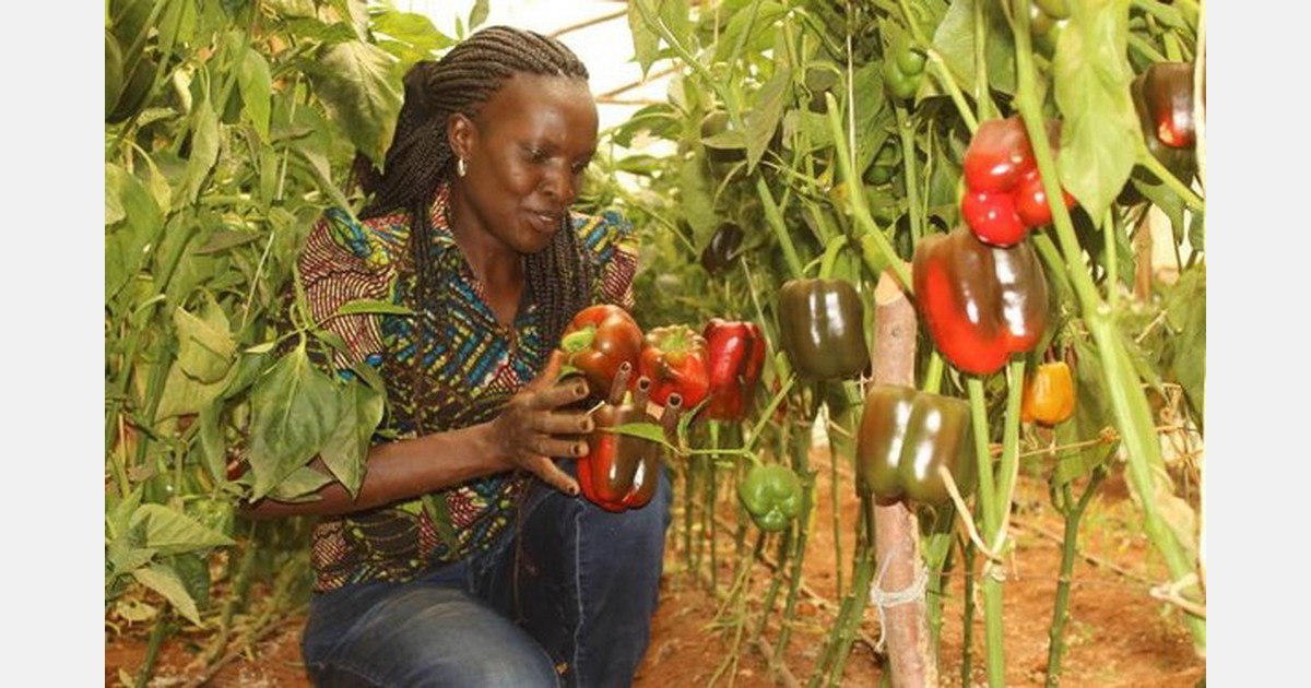 Kenya: Horticulture extends its lead as biggest foreign exchange earner