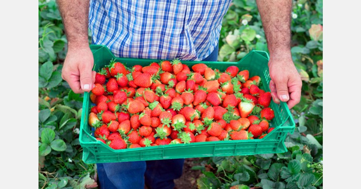 Migrant fruit pickers charged thousands in illegal fees to work on UK farms