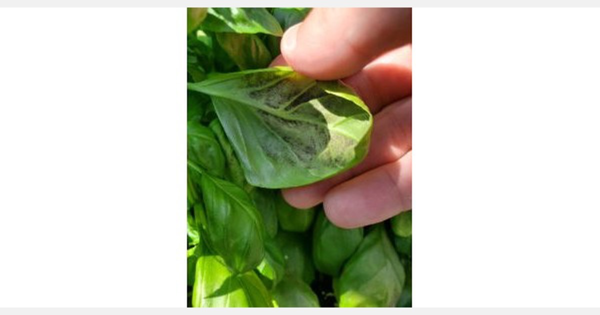 US Basil downy mildew found in southern New Jersey