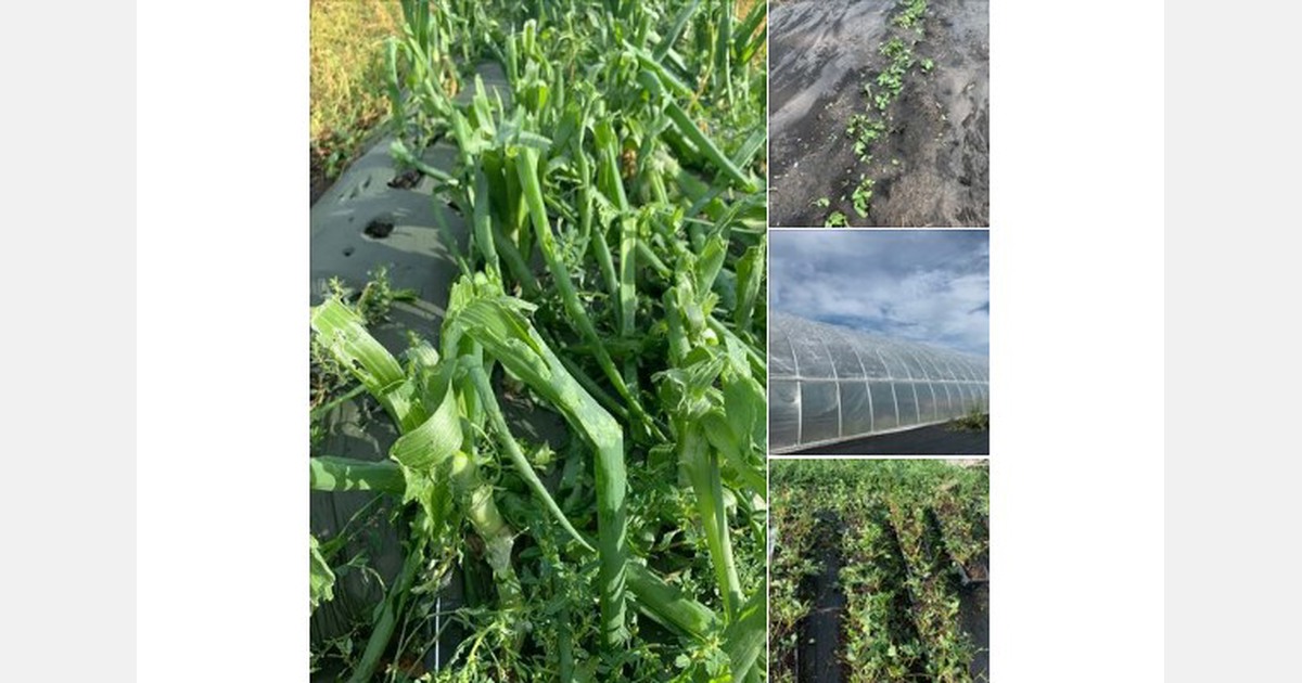 Central Alberta farmers hit by hailstorm ask for fruit and vegetable crop insurance