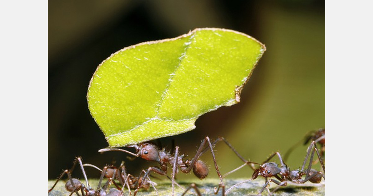 UK International Plant Health Conference 2022 report published