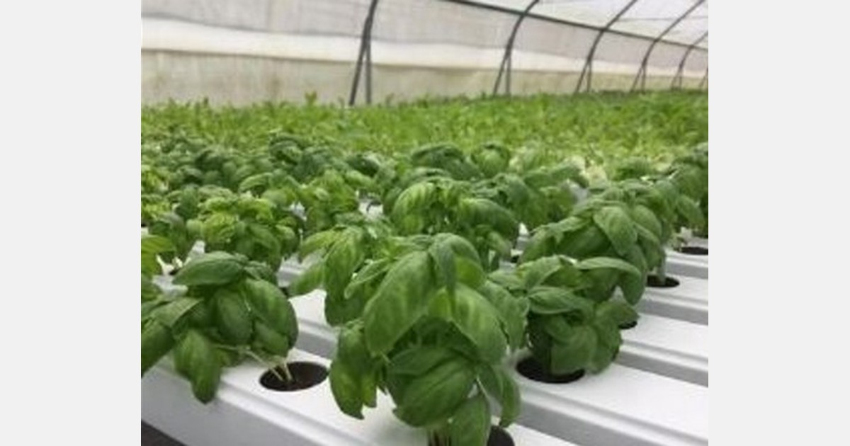 inar how to start a profitable hydroponic business