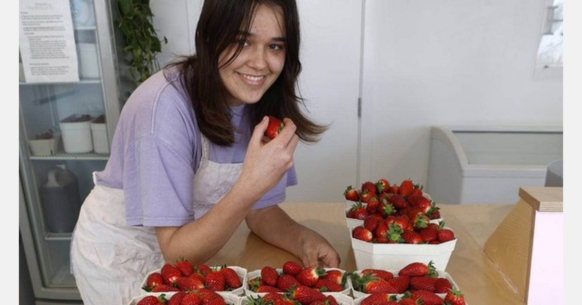 Taste of New Zealand's summer: first strawberries fly off shelves