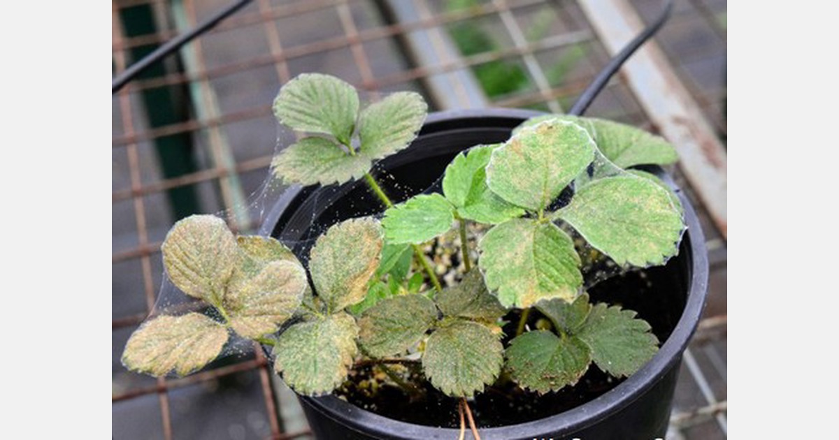 Spider mites on greenhouse strawberries