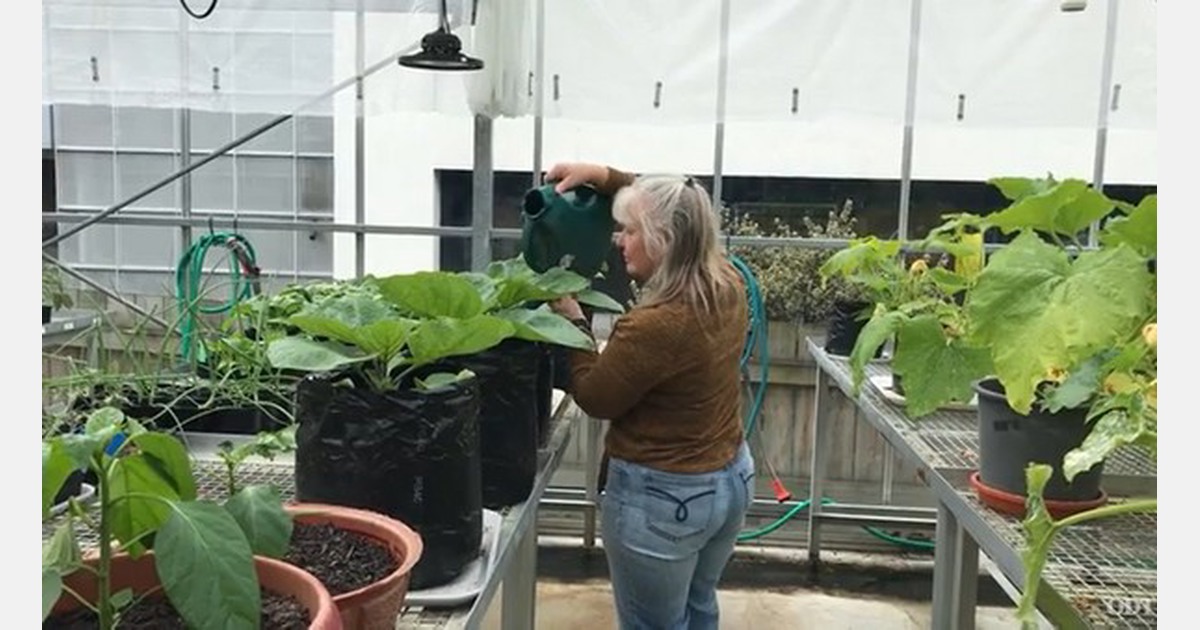 NZ: Foodbank benefits from university glasshouse