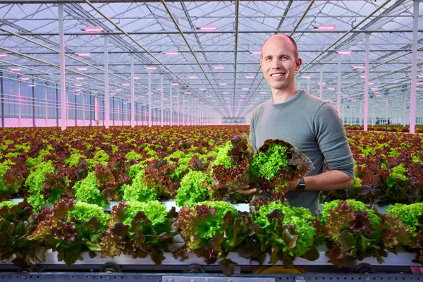 Belgian lettuce grower De Glastuin transitions to full LED with ...