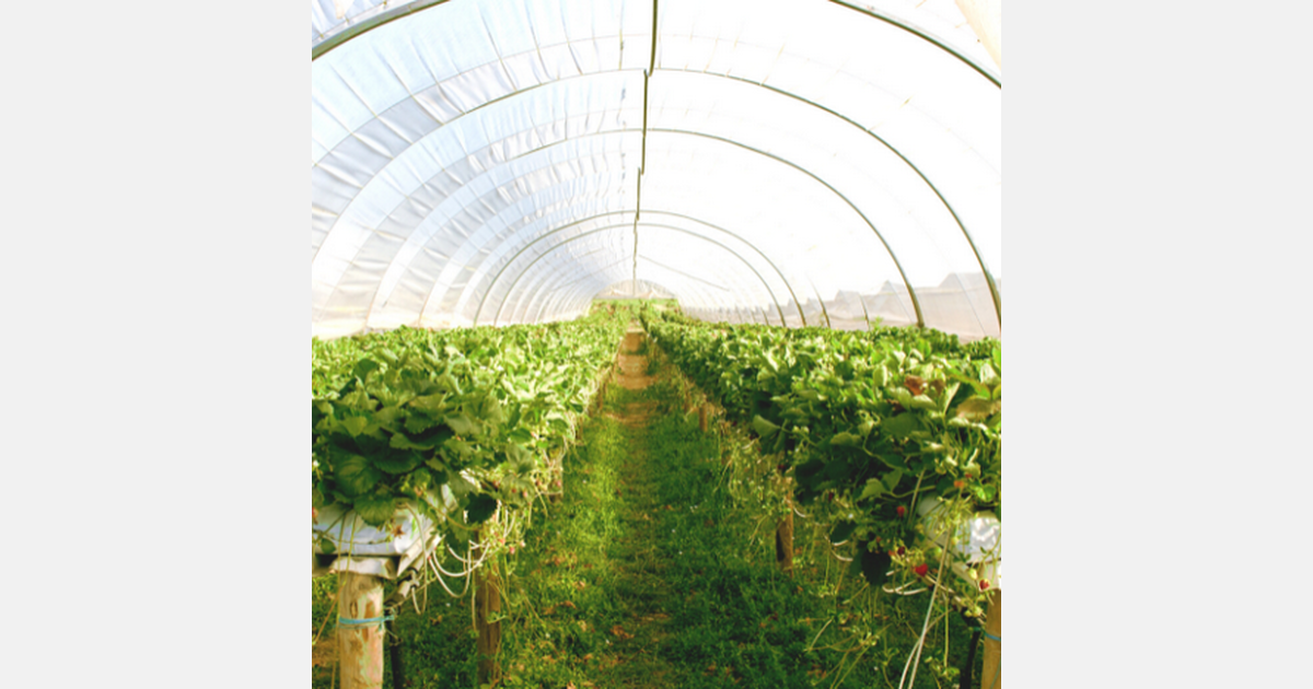 Shade cloth aids in high tunnel pest control