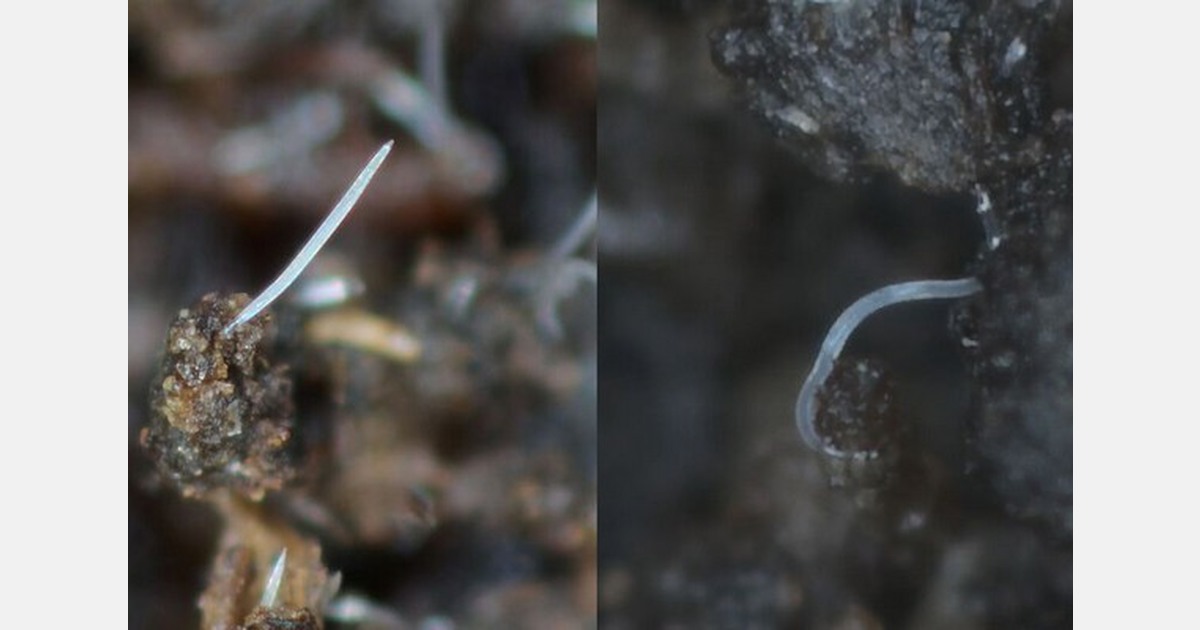 Beneficial nematodes doing their work in your crop