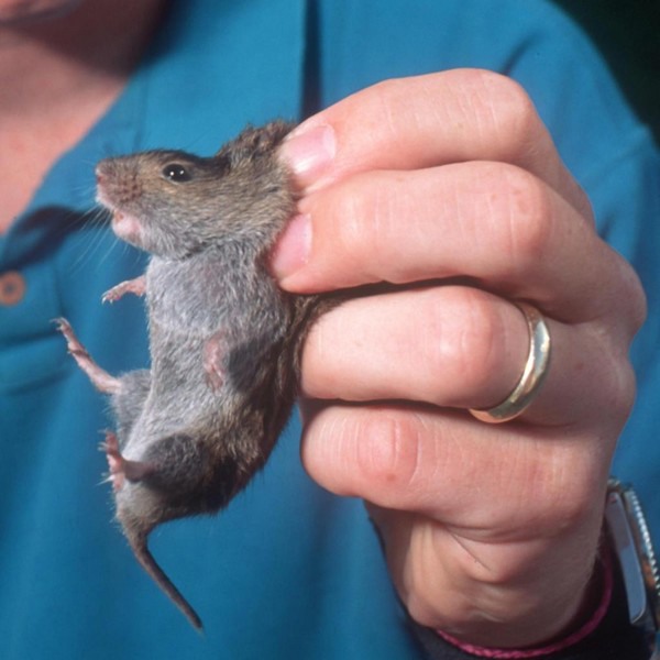 Dogs sniff out destructive voles to help farmers with control