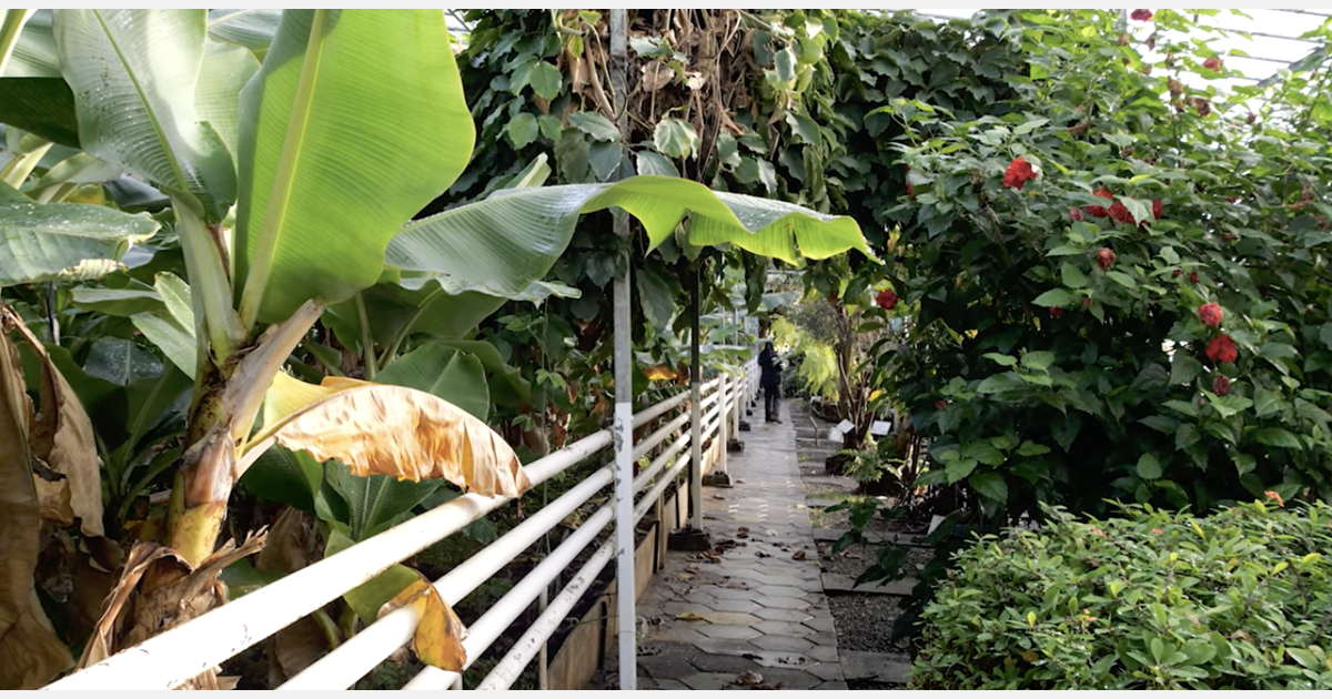 How are bananas growing in Iceland?