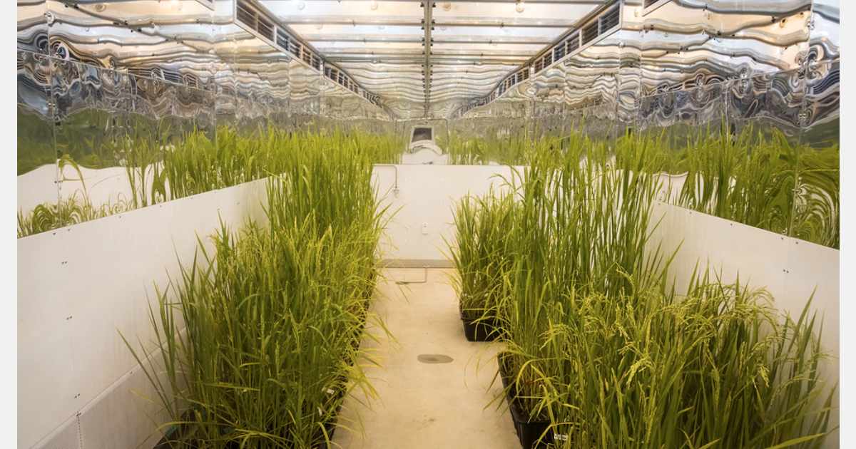 Greenhouse growth chambers used to study climate resilient rice