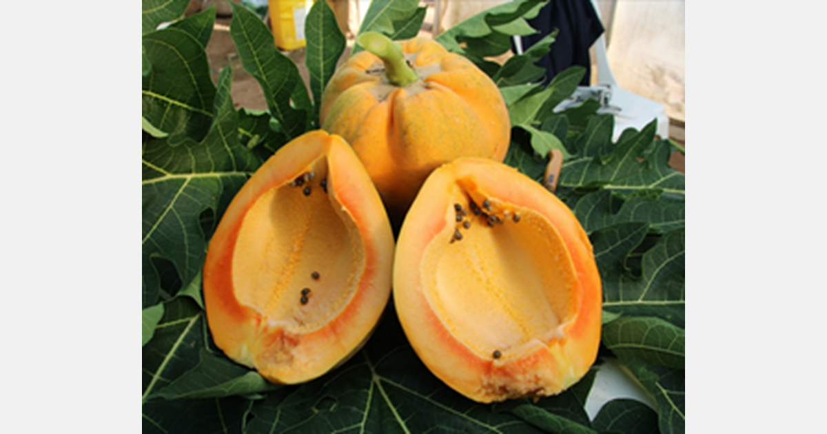Papayas grown in greenhouse of research institute in Mersin bear fruit in Türkiye